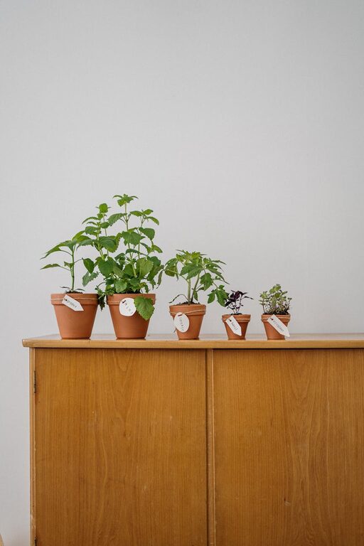 How to Start a Small Herb Garden Indoors: A Simple Guide